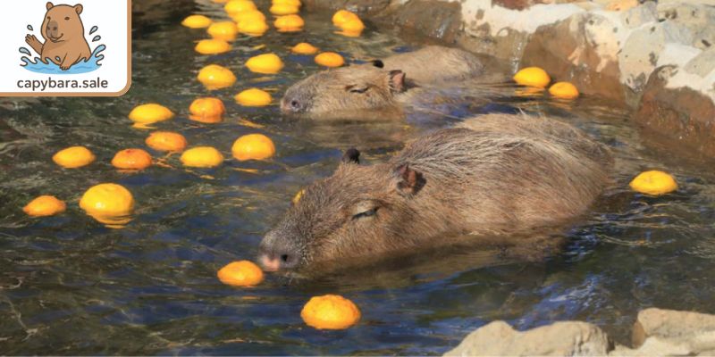 Izu Shaboten là công viên nổi tiếng Nhật Bản