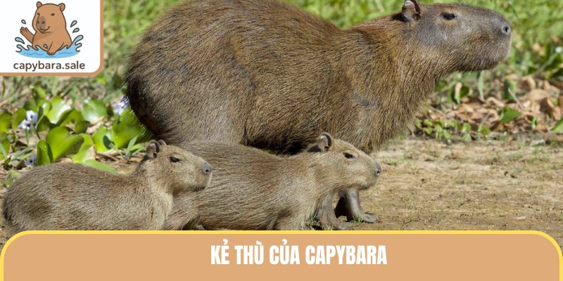 Kẻ Thù Của Capybara