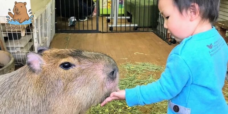 Lưu ý khi bạn đi thăm Capybara ở Hồ Chí Minh