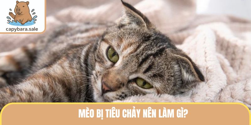 Mèo Bị Tiêu Chảy Nên Làm Gì