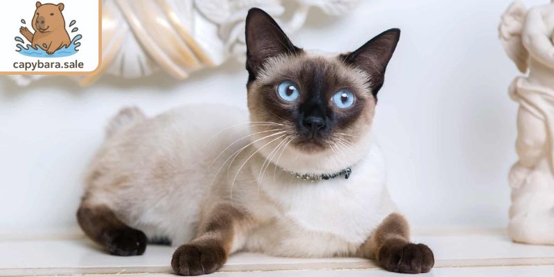 Mèo vừa đáng yêu vừa có trí nhớ tốt