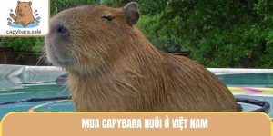 Mua Capybara