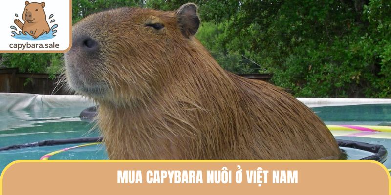Mua Capybara