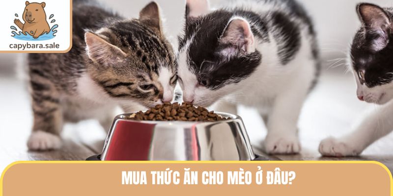 Mua thức ăn cho mèo ở đâu