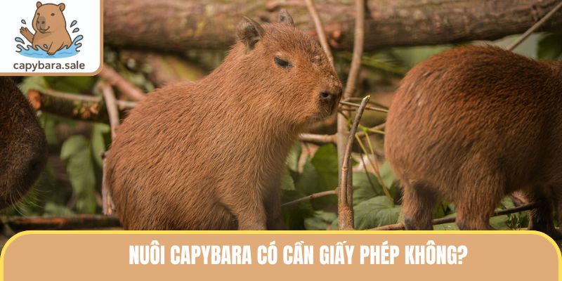 Nuôi Capybara có cần giấy phép không