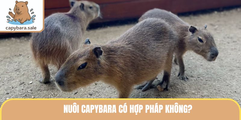 Nuôi Capybara Có Hợp Pháp Không