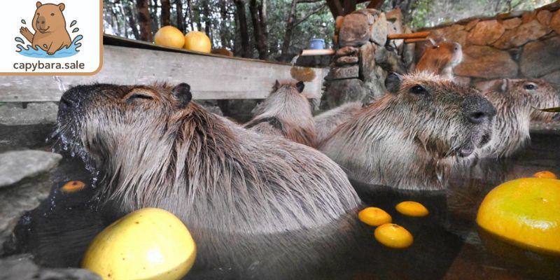 Nuôi động vật ngoại nhập Capybara