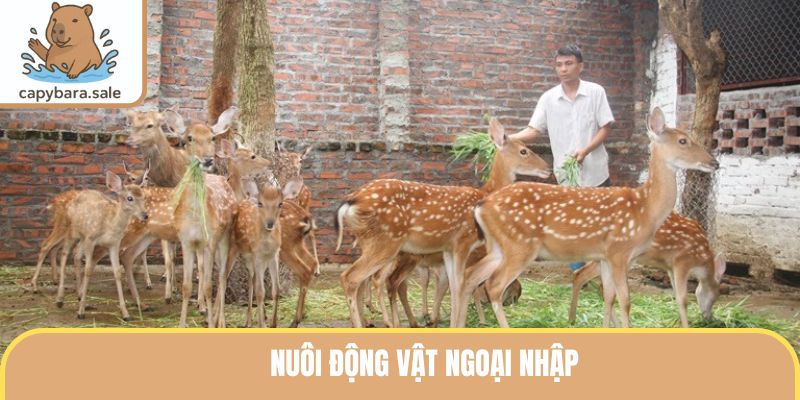 Nuôi Động Vật Ngoại Nhập