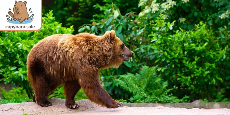 Nuôi loài hoang dã cần giấy phép