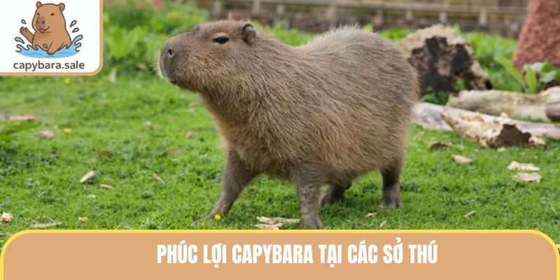Phúc Lợi Capybara Tại Các Sở Thú
