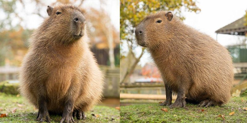 Quyền sở hữu nội dung