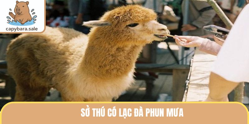 Sở Thú Có Lạc Đà Phun Mưa