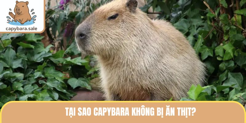 Tại Sao Capybara Không Bị Ăn Thịt