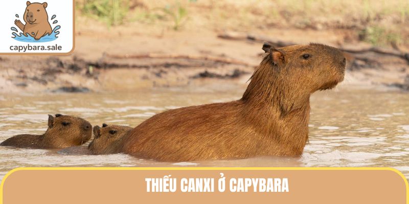 Thiếu Canxi Ở Capybara