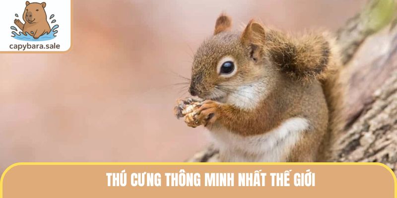 Thú cưng thông minh nhất thế giới