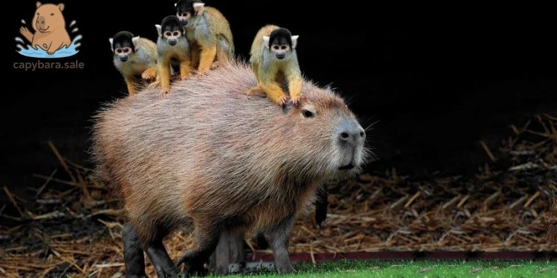 Tiếng kêu của capybara có nhiều đặc điểm thú vị 