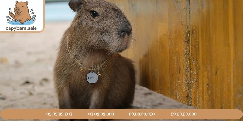 Tìm hiểu về Capybara 2 tháng tuổi
