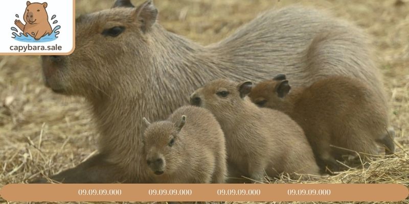 Tìm hiểu về Capybara sơ sinh