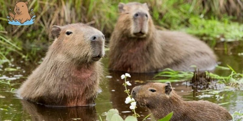 Tổ tiên của capybara với tính xã hội cao 