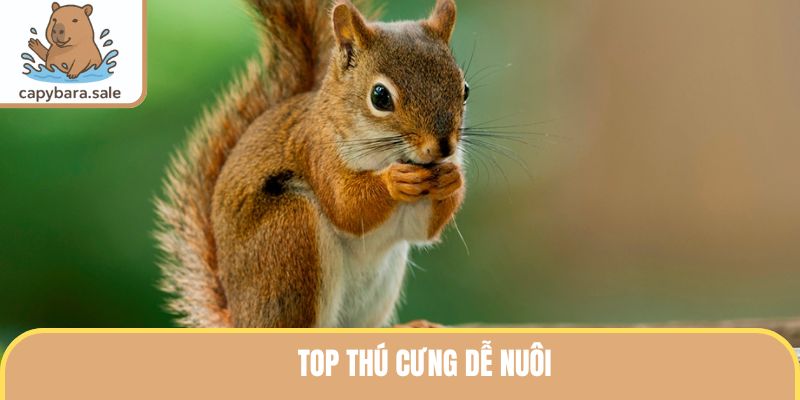 Top thú cưng dễ nuôi