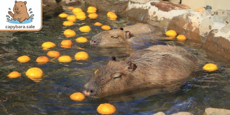 Tuyến hôi của Capybara là gì?