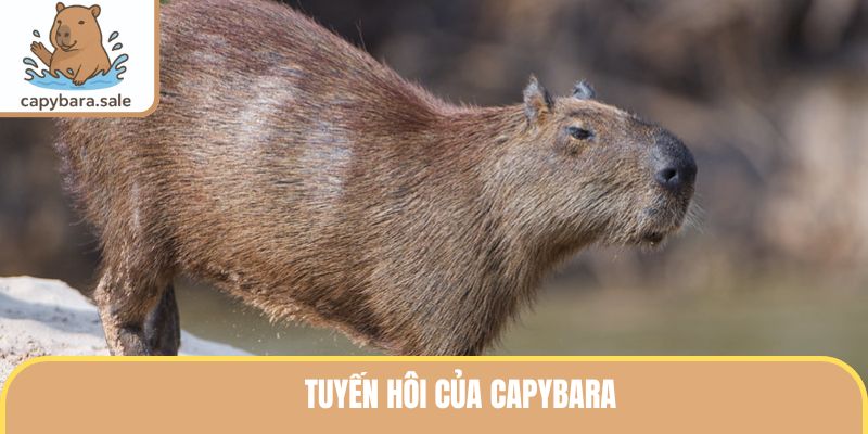 Tuyến hôi của Capybara