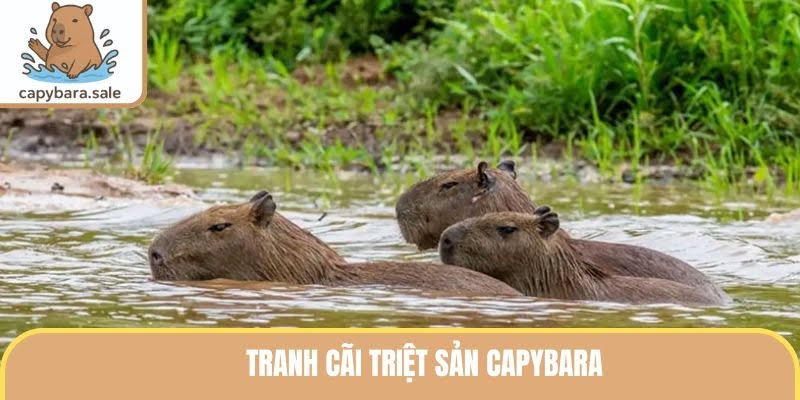 tranh cãi triệt sản capybara