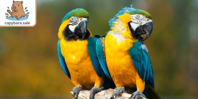 Vẹt - Thú cưng thông minh nhất thế giới