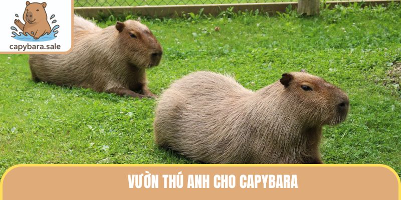 Vườn Thú Anh Cho Capybara