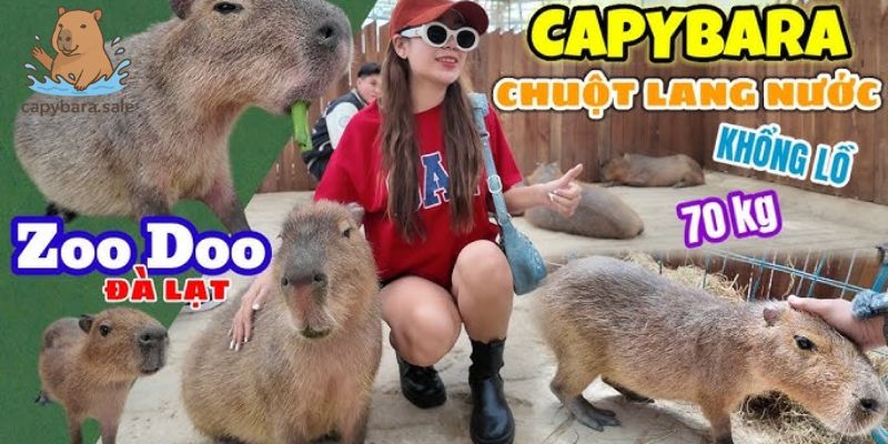 ZooDoo - vườn thú thu nhỏ capybara ở Đà Lạt