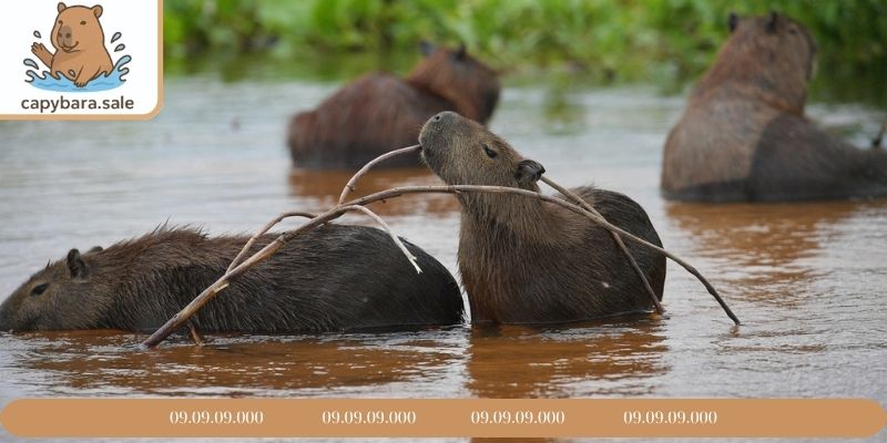 Capybara sống tốt với khí hậu Việt Nam