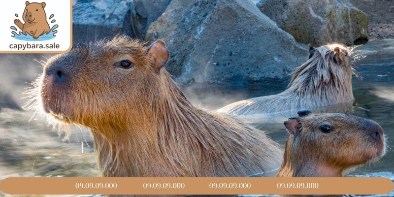 Hình ảnh capybara cute, dễ gần