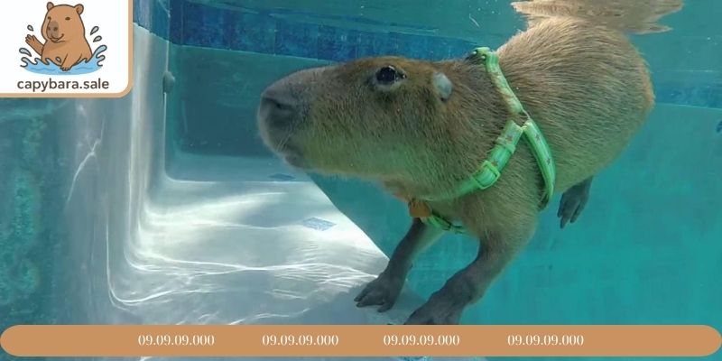 Hình Capybara cute lặn dưới nước