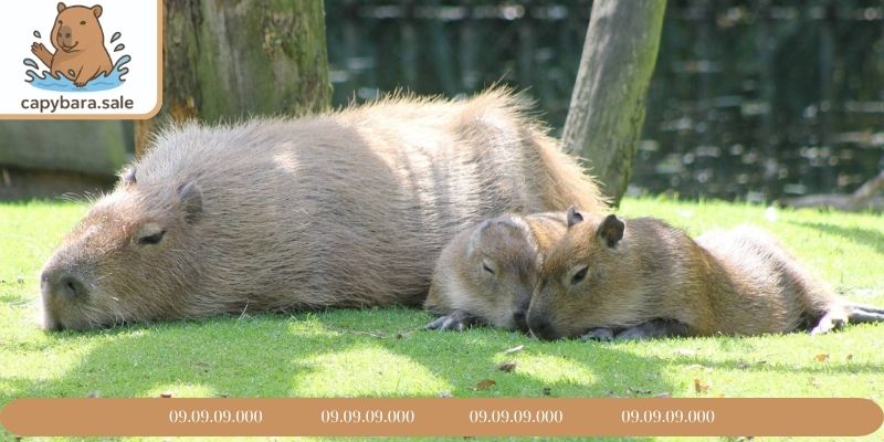Hình Capybara trên 6 tháng đã bước vào tuổi thiếu niên