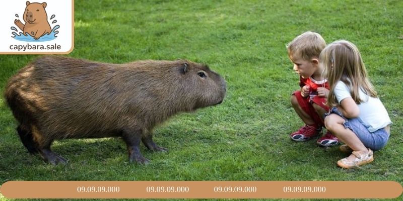 Hình Capybara tương tác gần với con người