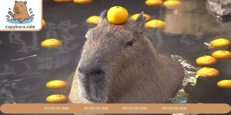 Nguồn gốc và giải đáp Capybara là con gì
