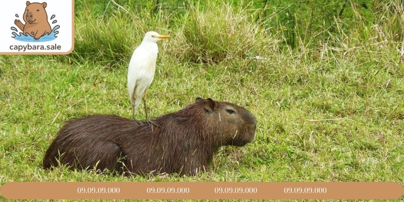Tìm hiểu tập tính riêng của Capybara